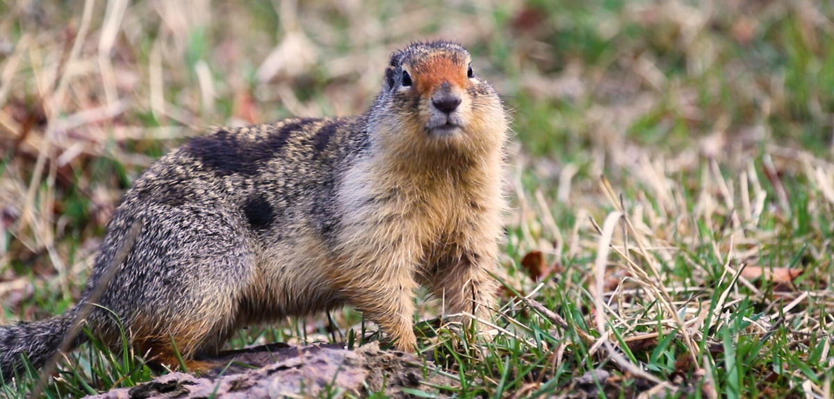 What stressed squirrels can teach us | CNRS News