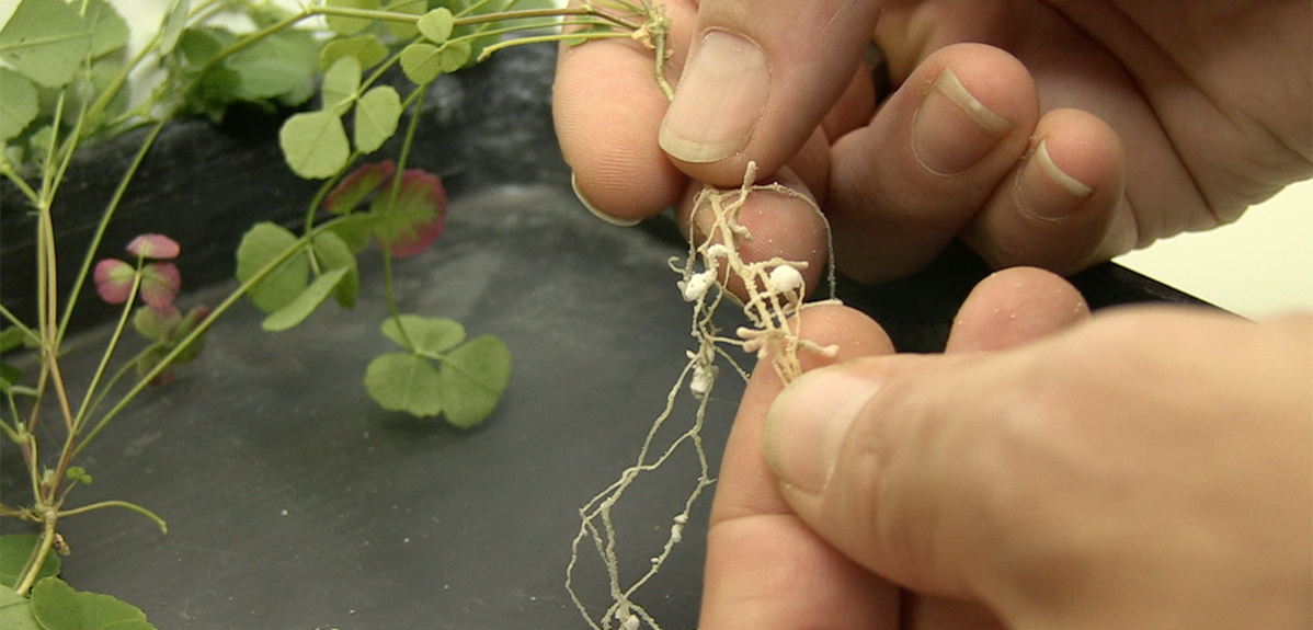 Plant roots with nodules in researcher's hands