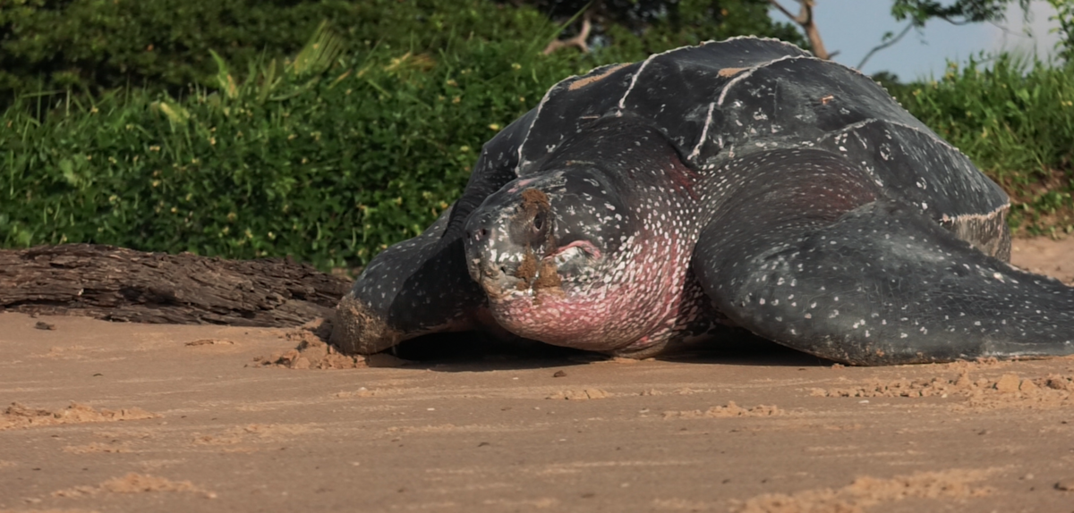 Leatherback turtle on beach