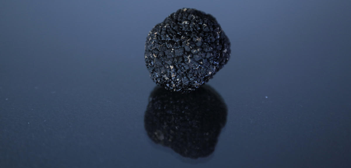 Black truffle on a reflective surface