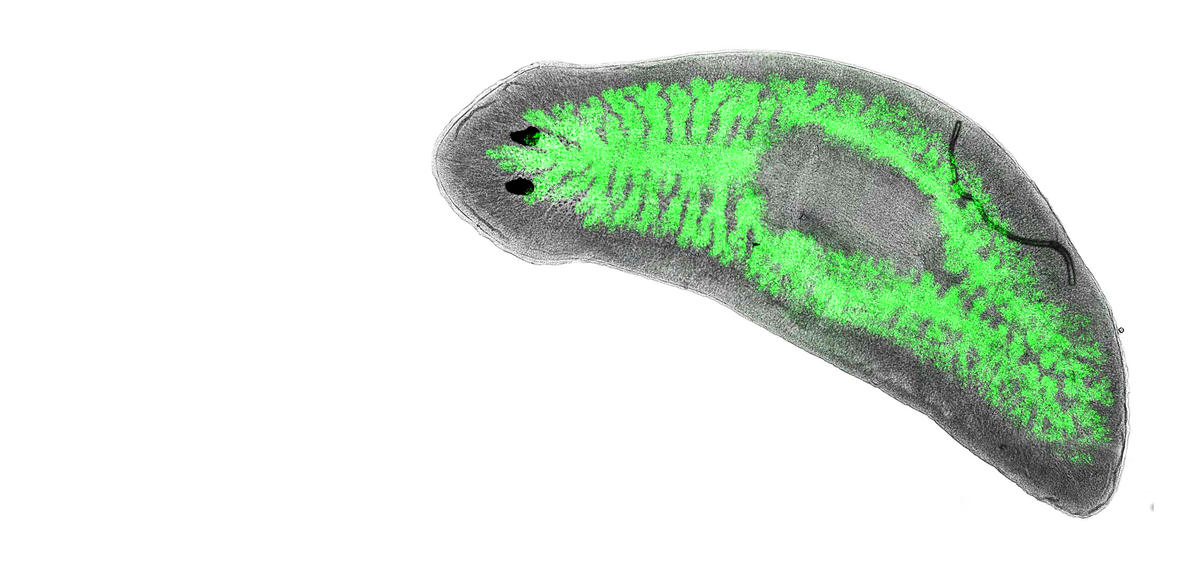 Flatworm with green coloration that shows intestines