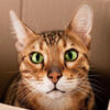 ©Olga Smolina SL / Shutterstock.com Un chat dans une boîte en carton nous regarde