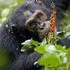  chimpanzé mangeant une plante de la famille des phytolaccacées