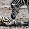 A male zebra trying to wake a dead pregnant female zebra