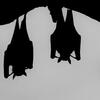 Bats on a tree